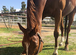Cowboy Trail Rides thumb 10